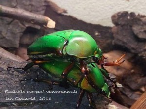 Eudicella morgani camerounensis - páření